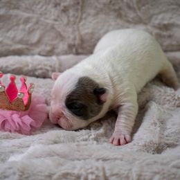 Pink - White female French Bulldog puppy in Denison, Texas from Lovemyfrenchies – Stoddard Frenchbulldog's