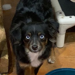 Meatloaf - Toy Australian Shepherd