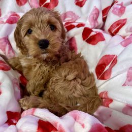 Maple - Cockapoo puppy from Ouachita River Cockapoos