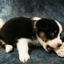 American Corgi, Cardigan Welsh Corgi, and Pembroke Welsh Corgi Puppies from Cal Beach Corgis