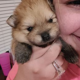 Pomeranian Puppies from Gypsy Poms