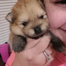 Pomeranian Puppies from Gypsy Poms