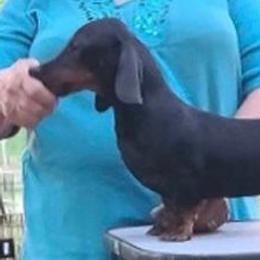 Tryst - Dachshund