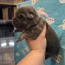 Aquamarine - Blue female German Shepherd puppy in Watervliet, Michigan from M&M Shepherd Farms