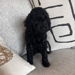 Kody - Black male Poodle puppy in Queen Creek, Arizona from Prestigious Toy Poodles