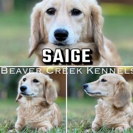 Saige - Dachshund