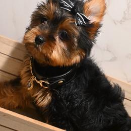 Bailey - Black and gold female Yorkshire Terrier puppy in Maple Heights, Ohio from Yorkiesllc