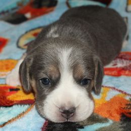 Las Vegas Reno Zero - Blue tan and white female Beagle puppy in Spring Creek, Nevada from Battleborn Aussies and Beagles