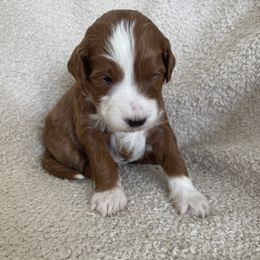 Goldendoodle Puppies from Goosehill Doodles