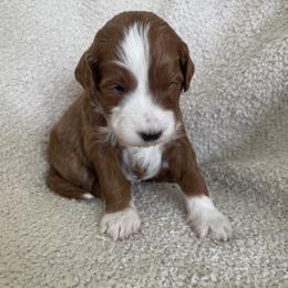 Goldendoodle Puppies from Goosehill Doodles