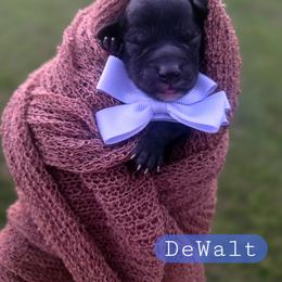 Walt (DeWalt) - male Cavapoochon puppy in Bullard, Texas from Cavapoochon Central LLC