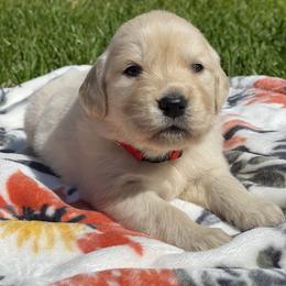Golden Retriever Puppies from All shades Golden