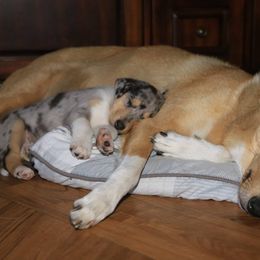 Collies from Wyndrush Collies