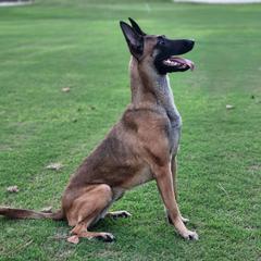 Maze BRN 35547 - Belgian Malinois