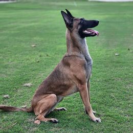 Maze BRN 35547 - Belgian Malinois