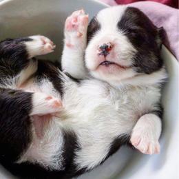 Pembroke Welsh Corgi Puppies from Corgis Hawaii Pleasantstone Aloha Corgis