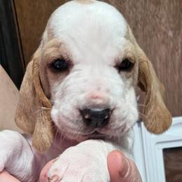 Zevra - Lemon and white female Basset Hound puppy in Bellaire, Ohio from Blessed Bassets