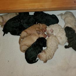 Aussiedoodle, Goldendoodle, and Poodle Puppies from Law Doodles