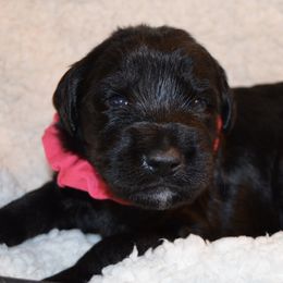 Poodles and Sheepadoodles from Pam’s Sheepadoodle’s