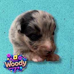 WOODY - Blue Merle Male - Blue merle male Australian Shepherd puppy in Gainesville, Texas from Lady Luck Aussies