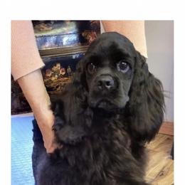 Cocker Spaniel Puppies from Orchard Spaniels