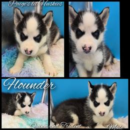 Flounder - Black and white male Siberian Husky puppy in Bloomfield, Indiana from Paiges lil huskies
