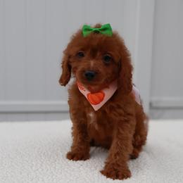 Zuri - Red female Cavapoo puppy in Apopka, Florida from Rae Precious Puppies
