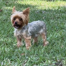 Cali - Yorkshire Terrier