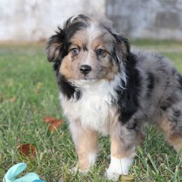 Fred - Blue merle male Toy Australian Shepherd puppy in Springfield, Missouri from Long's lil Aussies