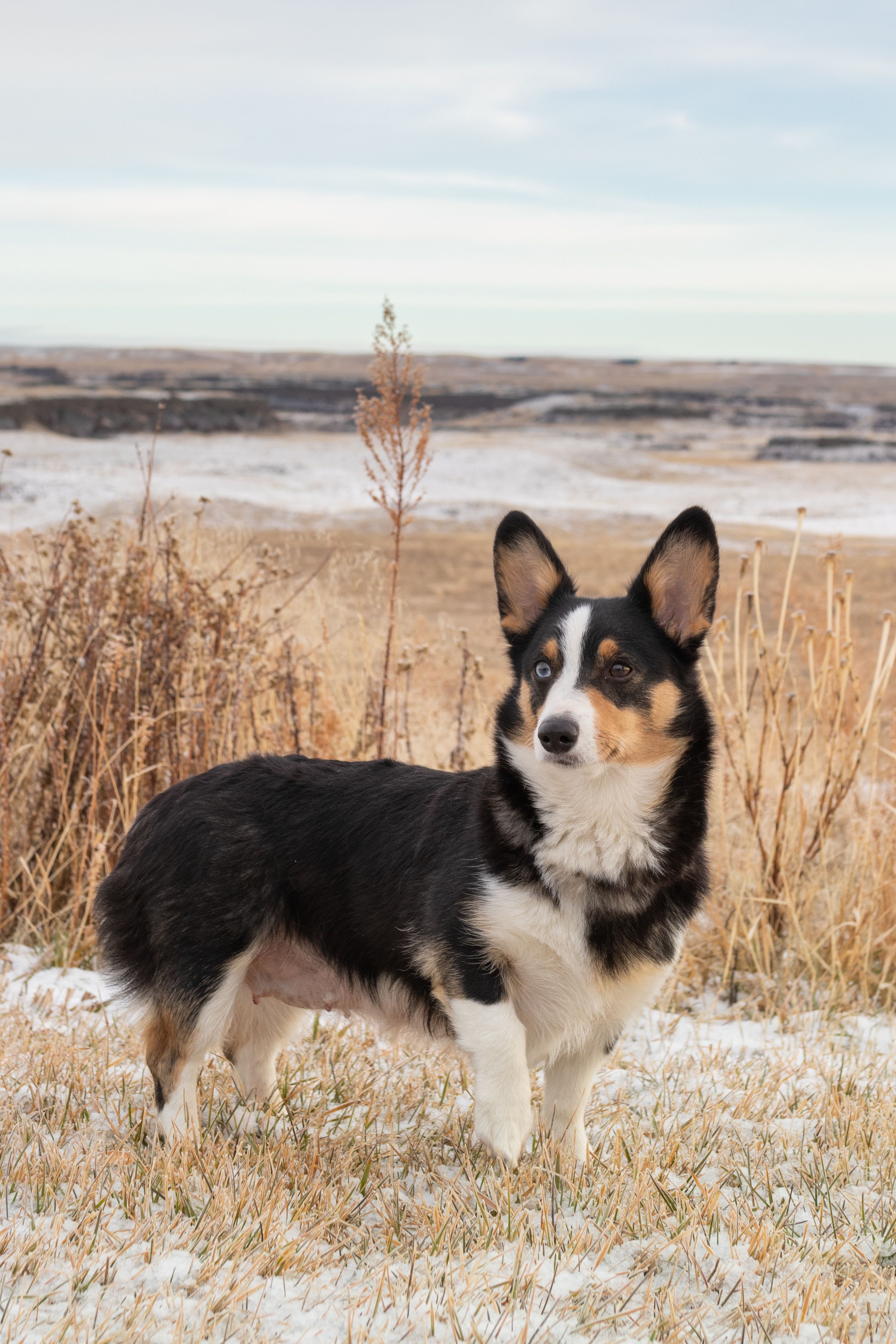 Maple - Pembroke Welsh Corgi