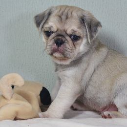 Pug Puppies from darNpugz
