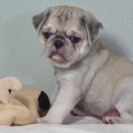 Pug Puppies from darNpugz