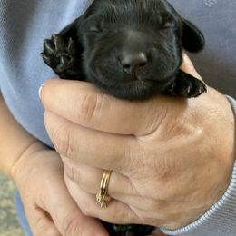 Sheepadoodle Puppies from Riley Grace Puppies