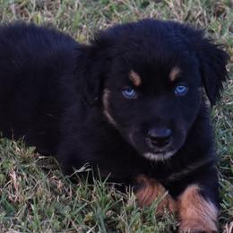 Dex - Black tri-color male Australian Shepherd puppy in Nowata, Oklahoma from 4Feathers
