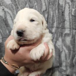 Girl 1 - White female Great Pyrenees puppy in Tombstone, Arizona from WeVolution Off-Grid