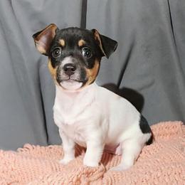 Penny - White and black female Teddy Roosevelt Terrier puppy in Claremore, Oklahoma from Travelin' Man Terriers