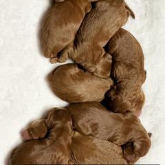 Whoodle Puppies from Perri’s Whoodles