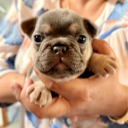 French Bulldog Puppies from Pawsitive Frenchies