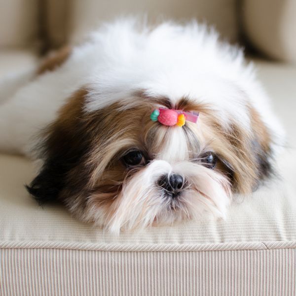 Shih Tzu