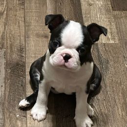 Jules - Boston Terrier
