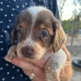 COWBOY - Piebald male Dachshund puppy in Paradise, Texas from C and J Minis