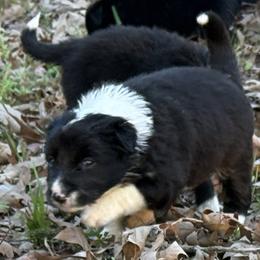 Gavin - Black and white male Border Collie puppy in Paris, Texas from Broadmoor Farm