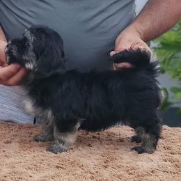 Cavachon, Cavalier King Charles Spaniel, Cavapoo, and Havanese Puppies from Peaks Pups & Cavachon Love Chocolate Cavaliers, Cavaliers, Cavachon’s, Cavapoos & Havanese