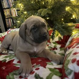 Comet - Fawn male Cane Corso puppy in Lititz, Pennsylvania from Lititz Cane Corsos