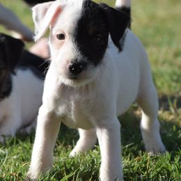 Titan - Tri-color male Jack Russell Terrier puppy in Menifee, California from Wendover Terriers