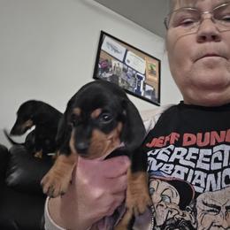 Broccoli - Black and tan male Dachshund puppy in Clarksville, Tennessee from Sonya's Dachshunds