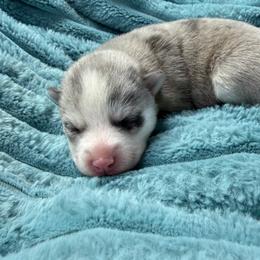 Rumi Merle - Merle female Pomsky puppy in Aberdeen, Idaho from Willow Creek Cresteds