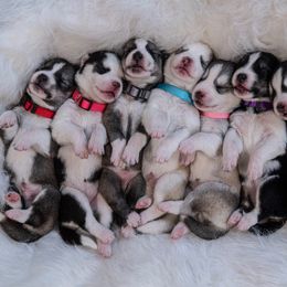 Siberian Husky Puppies from SoFlo Siberians