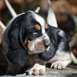 Coraline - Black brown and white female Basset Hound puppy in Springfield, Missouri from Baylee’s Bassets