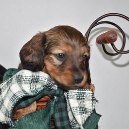 Light blue - Red male Dachshund puppy in Seminary, Mississippi from Down South Mavericks Dachshunds